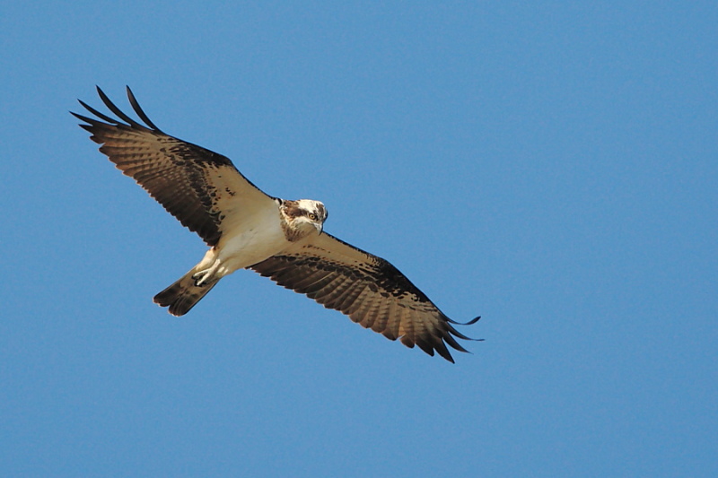 Falco pescatore